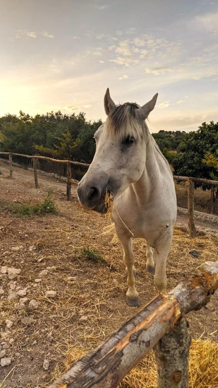 Roba Albanisi Ξενοδοχείο Aragona Εξωτερικό φωτογραφία