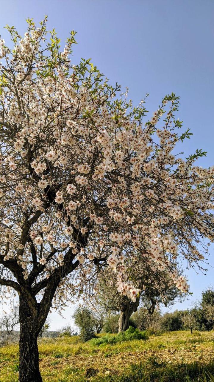 Roba Albanisi Ξενοδοχείο Aragona Εξωτερικό φωτογραφία
